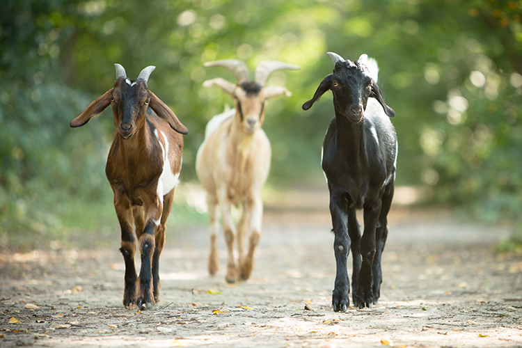 toltrazuril-for-goats